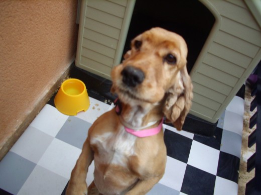 Ivy en su caseta